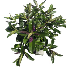 Hebe buske i kruka med blad och violetta blommor