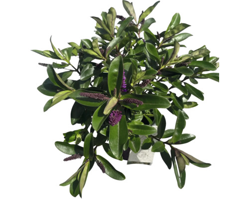 Hebe buske i kruka med blad och violetta blommor