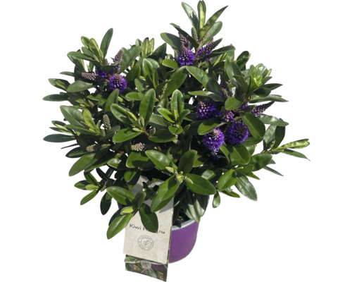 Hebe buske med lila blommor i kruka