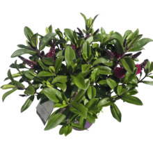 Hebe Andersonii buske med blad och blommor