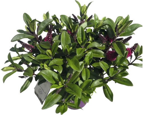 Hebe Andersonii buske med blad och blommor