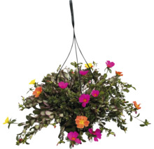 Hängkorg med Portulaca grandiflora