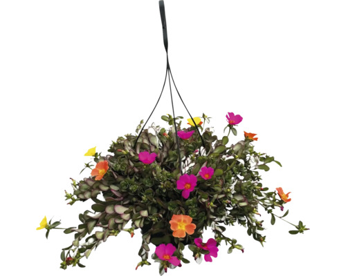 Portlak FLORASELF Portulaca krukstorlek Ø15cm