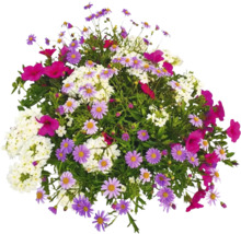 Blomsterarrangemang med prästkragar och andra blommor