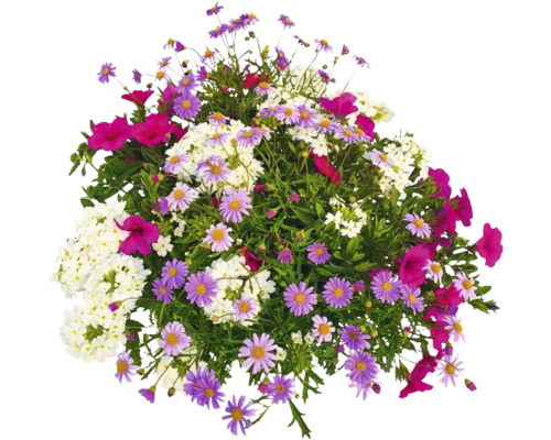Blomsterarrangemang med prästkragar och andra blommor