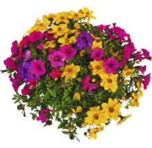 Blomsterarrangemang med olika blommor