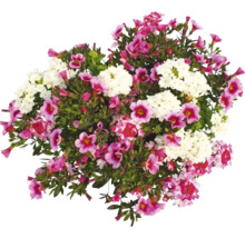 Blomsterarrangemang med vita och rosa blommor