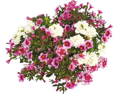 Blomsterarrangemang med vita och rosa blommor