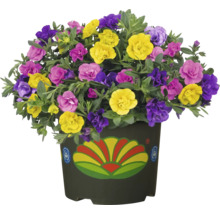 Blomsterarrangemang med petunior i kruka