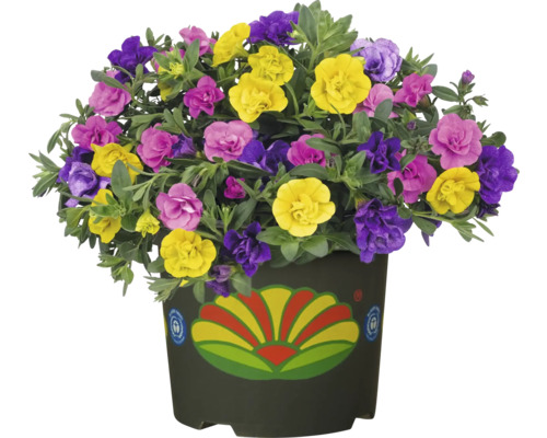 Blomsterarrangemang med petunior i kruka
