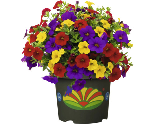 Färgglada petunior i en dekorerad blomkruka