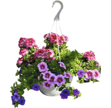 Hängande blomkruka med petunior och verbenor