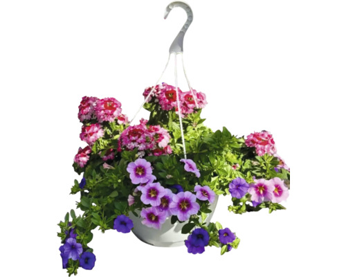 Hängande blomkruka med petunior och verbenor