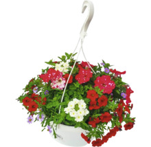 Hängande blomkruka med röda och vita blommor