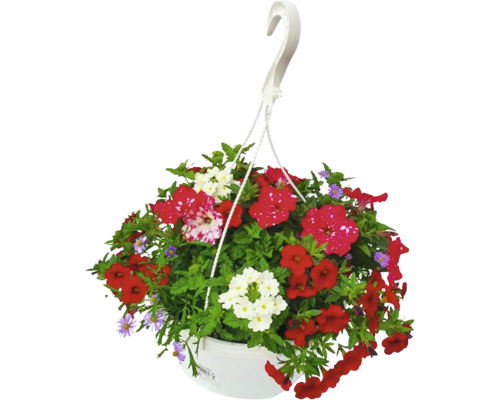 Hängande blomkruka med röda och vita blommor