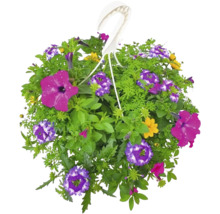Hängande blomkorg med olika blommor och gröna blad