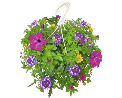 Hängande blomkorg med olika blommor och gröna blad