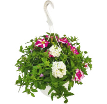 Hängande ampel med blandade sommarblommor