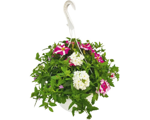 Hängande ampel med blandade sommarblommor