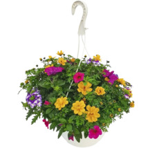 Hängande ampel med färgglada sommarblommor
