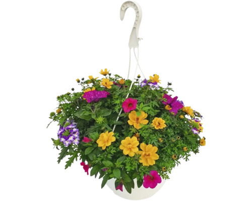 Hängande ampel med färgglada sommarblommor