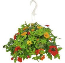 Hängande växt med färgglada blommor och gröna blad