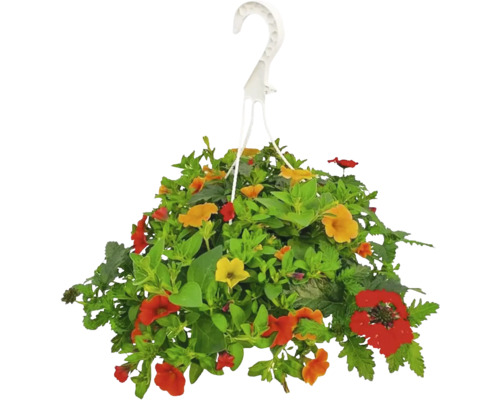 Hängande växt med färgglada blommor och gröna blad