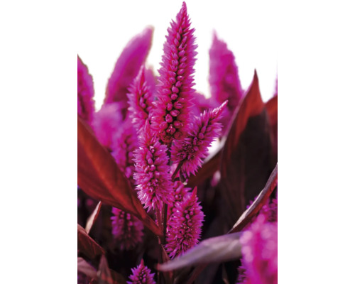Plymört FLORASELF Celosia argentea krukstorlek Ø20cm