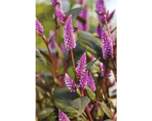 Närbild av en Celosia-växt med sina karakteristiska blomställningar