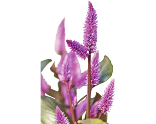 Amarantväxt med upprättstående, lilafärgade blomställningar.