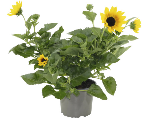 Solros FLORASELF Helianthus krukstorlek Ø15cm