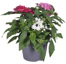 Pentasväxt i kruka med röda, vita och lila blommor