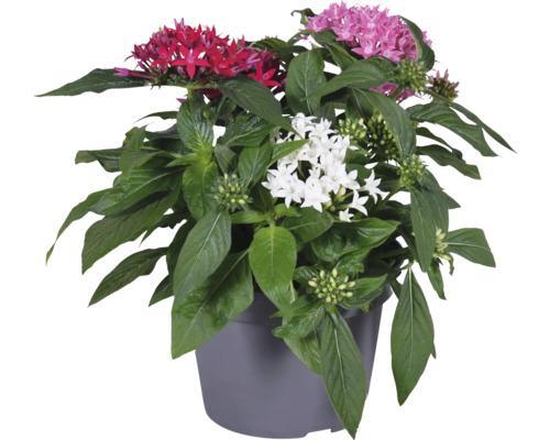 Femudding FLORASELF Pentas Lanceolata Trio krukstorlek Ø20cm