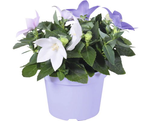 Praktklocka FLORASELF Platycodon Trio krukstorlek Ø20cm
