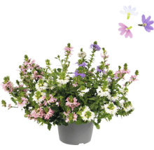 Blommande Scaevola växt i kruka med rosa, vita och lila blommor
