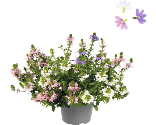 Femtunga FLORASELF Scaervola Trio krukstorlek Ø20cm