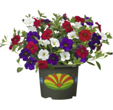 Blomsterampel med petunior i vitt, rött och violett