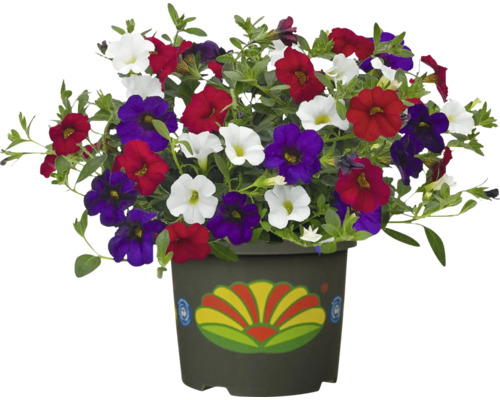 Blomsterampel med petunior i vitt, rött och violett