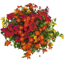 Blomsterarrangemang med gula, röda och orange blommor