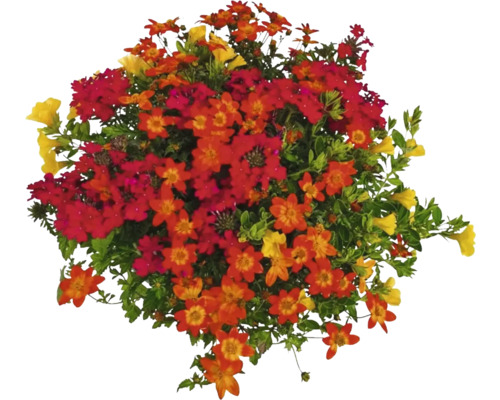 Blomsterarrangemang med gula, röda och orange blommor