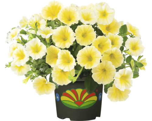 Petunia FLORASELF Petunia krukstolek Ø30cm