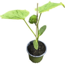 Ungplanta av tagggurka i kruka med stöd