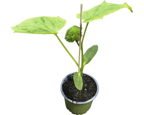 Ungplanta av tagggurka i kruka med stöd