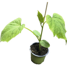 Gurkplanta i kruka med växtpinne