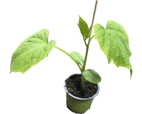 Gurkplanta i kruka med växtpinne