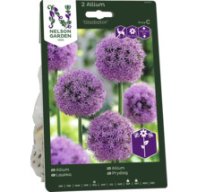 Förpackning med två Allium Gladiator lökar