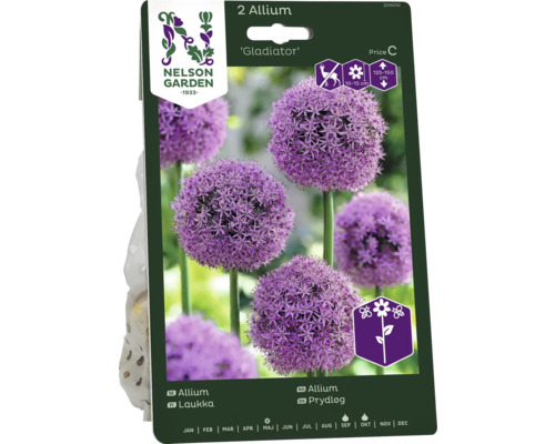 Förpackning med två Allium Gladiator lökar