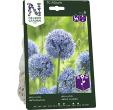 Förpackning med 10 Allium blomsterlökar