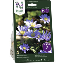 Förpackning med 15 anemoner av sorten Blue Shades