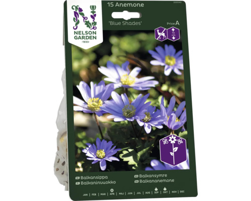 Förpackning med 15 anemoner av sorten Blue Shades